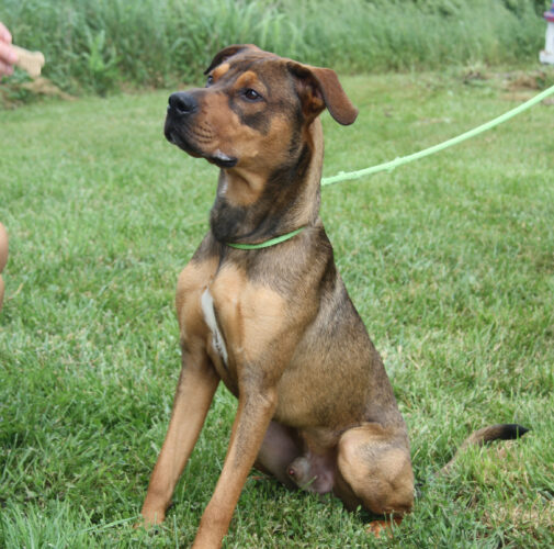 Adopt-a-pet: Miko